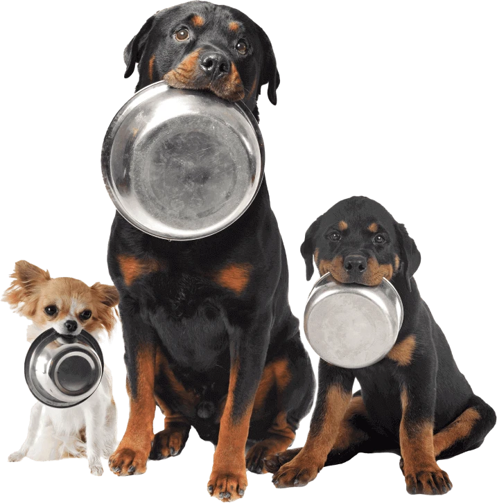 dogs