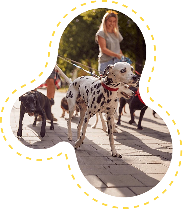 dog walker